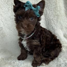 Dove (White) - Chocolate, tan and white female Yorkshire Terrier puppy in Parkersburg, West Virginia from Chocolate Diamonds in the RUFF