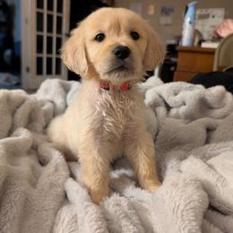 PurpleishPink - Light golden female Golden Retriever puppy in Madison, Ohio from Heckmans English Cream Golden Retrievers