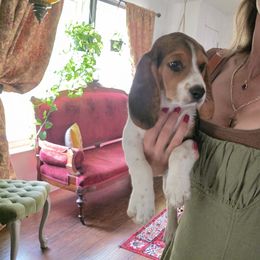 Coral - Black tan and white female Beagle puppy in Susanville, California from Homegrown Beagles