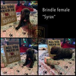 Syrax - Chestnut brindle female Cane Corso puppy in Altoona, Alabama from Snead’s Cane Corso Kennel