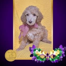 Ms Red - Apricot female Poodle puppy in Ocean Springs, Mississippi from Forever Summer Standard Poodles