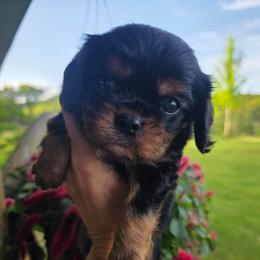 Buttercup - Black and tan male Cavalier King Charles Spaniel puppy in Springfield, Missouri from Caney Mountain Cavaliers LLC