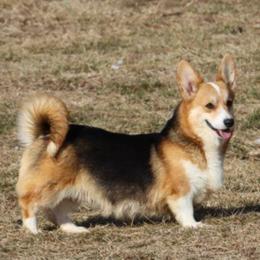 Sunday - Black and tan female Pembroke Welsh Corgi puppy in Pollock, Missouri from Northstar
