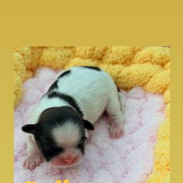 Rylie - Black and white male Shih Tzu puppy in Waddell, Arizona from Arizona Sunrise Shih Tzus
