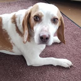 gunner - Beagle