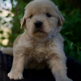 Mr. Bonfire - Golden male Golden Retriever puppy in Mc Arthur, California from California Golden Love