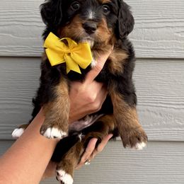 Bernedoodle Puppies from Suncrest Doodles