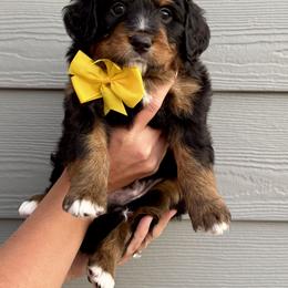 Bernedoodle Puppies from Suncrest Doodles