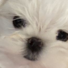 Maltese and Poodles from Denise’s Puppies