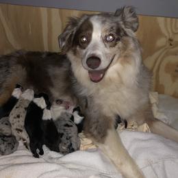 Aussiedoodle and Australian Shepherd Puppies from Young Gun Aussies