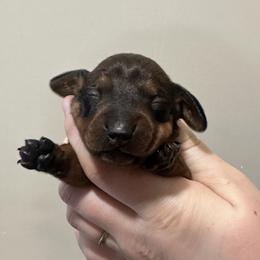 Female - Red female Dachshund puppy in Crystal, Michigan from Mare-Bella Smoothcoat Edition