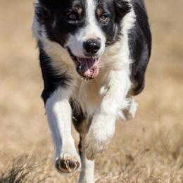 Nick - Tri-color male Border Collie puppy in Olympia, Washington from Apex Border Collies