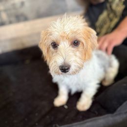Jersi Mae - Tri-color female Russell Terrier puppy in Anson, Texas from Allie’s Small Town Jacks