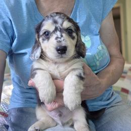 Pente - Dapple male Dachshund puppy in Grants Pass, Oregon from vom Treuen Wachter