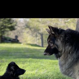 German Shepherd Puppies from Kaleef German Shepherds