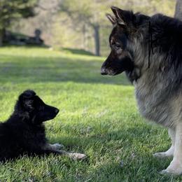 German Shepherd Puppies from Kaleef German Shepherds