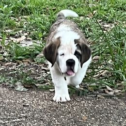 Saint Bernard Puppies from Misstree’s St. Bernards