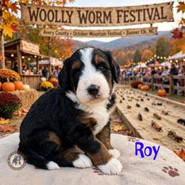 Roy - Tri-color male Bernedoodle puppy in Banner Elk, North Carolina from Walnut Tree Bernedoodles