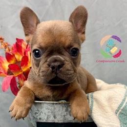 Sterling - Blue fawn male French Bulldog puppy in Bowman, Georgia from Companion Creek Farm