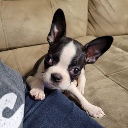 Boston Terriers from D&B Bostons