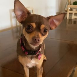 Chihuahuas from Chihuahua Mon Ami