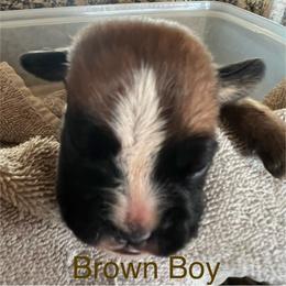 Boxer Puppies from Bunches of Love Boxers