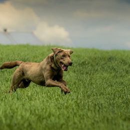 Dilute Retrievers from Roaming Lab Farms