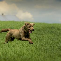 Dilute Retrievers from Roaming Lab Farms