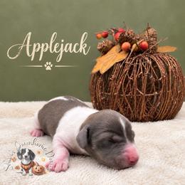 Applejack - Piebald male Dachshund puppy in Hockley, Texas from Shans Down Home Doxies