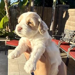 Girl 1 - Parti female Goldendoodle puppy in San Diego, California from Goldendoodles & Poodles of San Diego