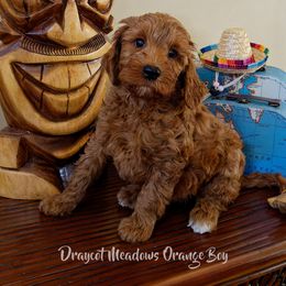 Australian Labradoodle Puppies from Draycot Meadows Australian Labradoodles