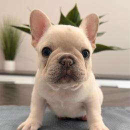 Cream - Cream male French Bulldog puppy in Smithfield, North Carolina from Roughneck Frenchies