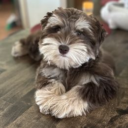 Dooby - Miniature Schnauzer