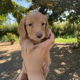Blue Eye Max - Cream male Dachshund puppy in Clovis, California from Lil Sausage Co