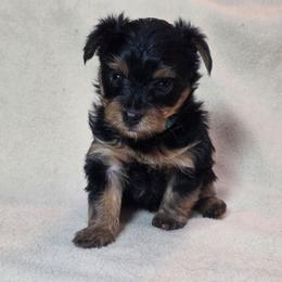 Blue - Black and tan male Yorkshire Terrier puppy in Perry, Florida from Lanes-Scraps