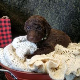 Sven (Tiny) - Chocolate male Labradoodle puppy in Siloam Springs, Arkansas from Siloam Doodles