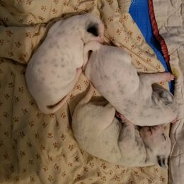 Dalmatian Puppies from Hillcreek Dalmatians