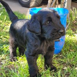 Giant Schnauzer Puppies from JAMG Schnauzers