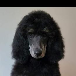 Willow - Poodle