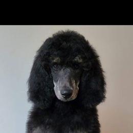 Willow - Poodle