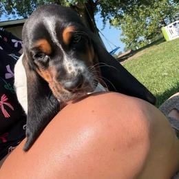 Black Big John - Black brown and white male Basset Hound puppy in Fair Grove, Missouri from Carrier Bassets