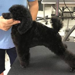 Poodles from Riverspirit Miniature Poodles