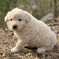 Puppy ID 17268 - White and tan male Great Pyrenees puppy in Leicester, North Carolina from Randall Glen Pyrenees