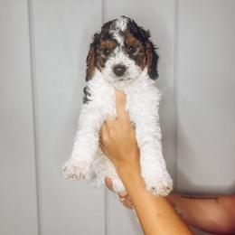 Bernedoodle, Bernese Mountain Dog, and Goldendoodle Puppies from Red Door Canines