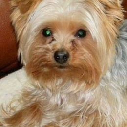 Kali - Yorkshire Terrier