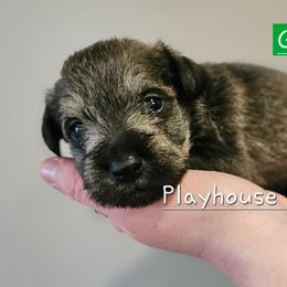 Greg - Salt and pepper male Miniature Schnauzer puppy in Lebanon, Missouri from Playhouse Puppies