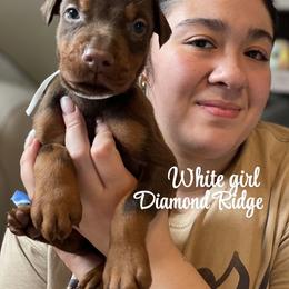 White collared girl - Red and rust female Doberman Pinscher puppy in Winamac, Indiana from DIAMOND RIDGE DOBERMANS