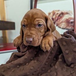 Boy 4 - Golden rust male Wirehaired Vizsla puppy in Talihina, Oklahoma from Buffalo Creek Kennel