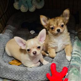Chihuahua puppies from Country Charm Chihuahuas