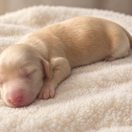 Roo - Cream male Dachshund puppy in Mountainburg, Arkansas from Farm House miniatures